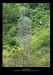 Nel parco
