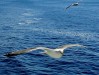 Canale di Procida Gabbiani 2024