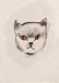 Ritratto del gatto Doro, dedicato dalla Fini al micio dagli occhi dorati, appartenuto a Cociani - tecnica mista su carta - cm 24x31 (coll. Giorgio Cociani, Trieste)