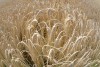 C. Saccari-Campo di grano in Austria 2012 - stampa a pigmenti colorati su carta di cotone al 100-baritata - cm 60x42