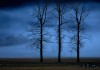 C. Saccari - Tre alberi 2008 - stampa a pigmenti colorati su carta di cotone al 100 baritata - cm 60x42
