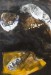 Rispecchiamento dell'anima, 2012 - tecnica mista pigmenti su carta - cm 100x140